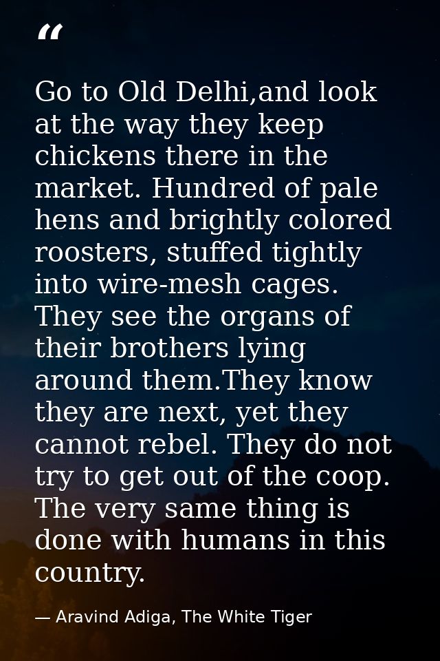 Go to Old Delhi,and look at the way they keep chickens there in the market. Hundred of pale hens and brightly colored ro — Aravind Adiga, The White Tiger