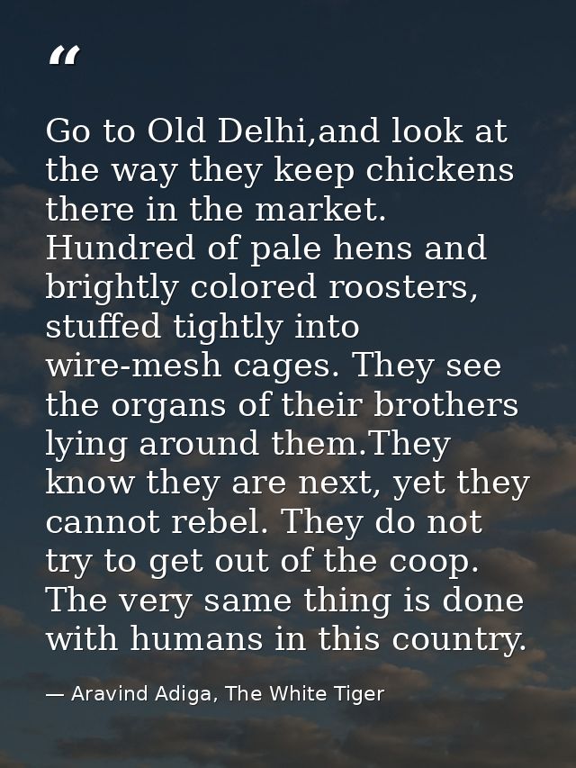 Go to Old Delhi,and look at the way they keep chickens there in the market. Hundred of pale hens and brightly colored ro — Aravind Adiga, The White Tiger