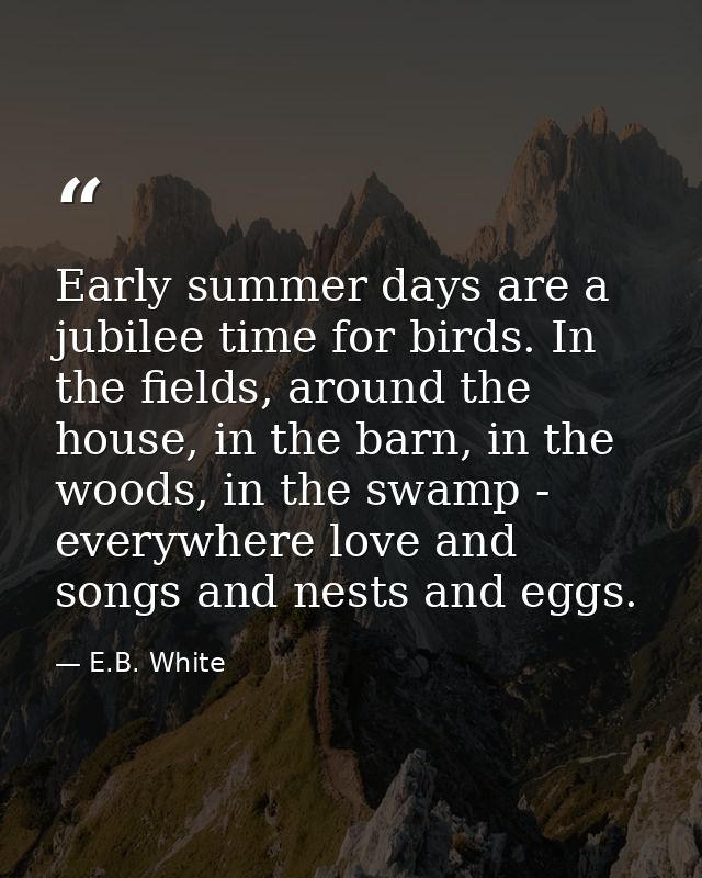 Early summer days are a jubilee time for birds. In the fields, around the house, in the barn, in the woods, in the swamp — E.B. White