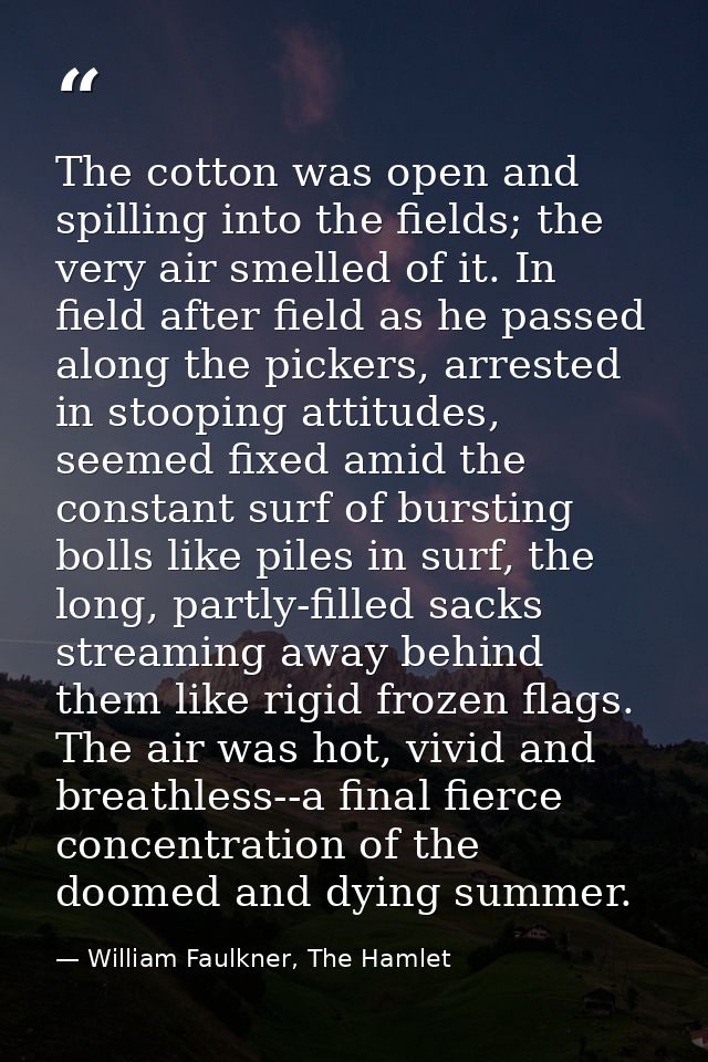 The cotton was open and spilling into the fields; the very air smelled of it. In field after field as he passed along th — William Faulkner, The Hamlet