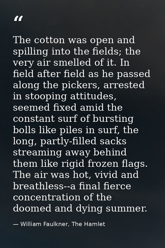 The cotton was open and spilling into the fields; the very air smelled of it. In field after field as he passed along th — William Faulkner, The Hamlet