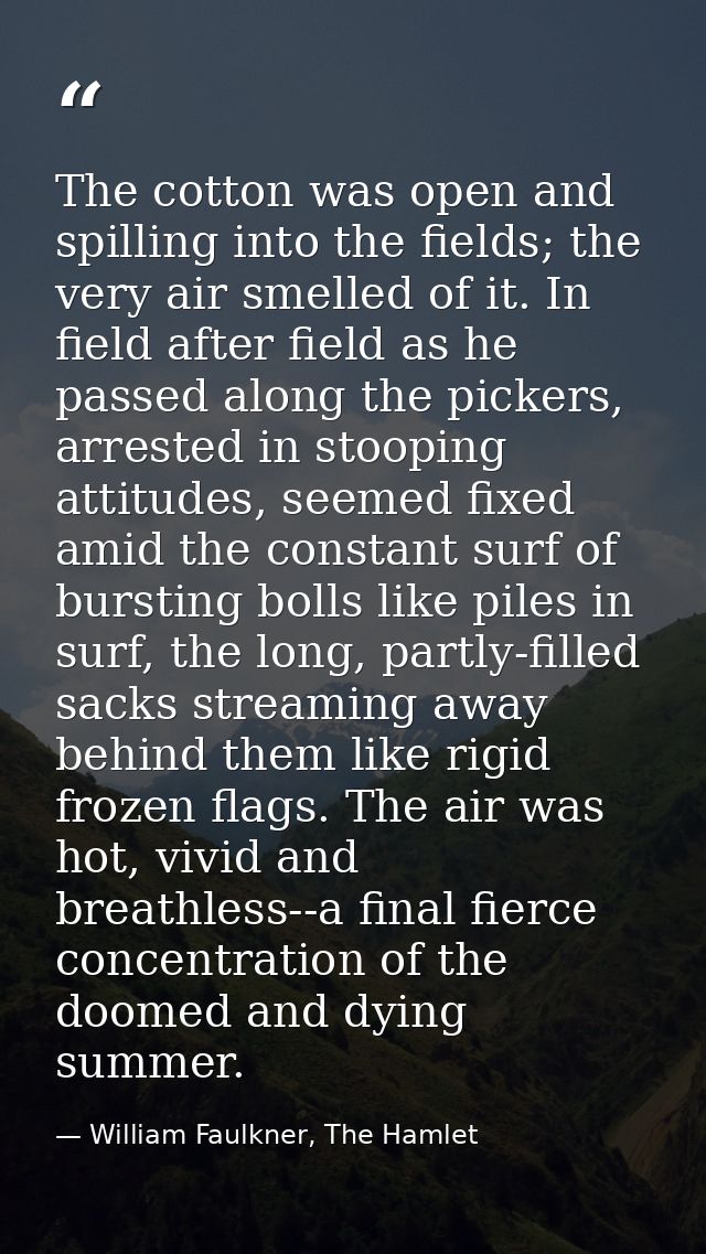 The cotton was open and spilling into the fields; the very air smelled of it. In field after field as he passed along th — William Faulkner, The Hamlet