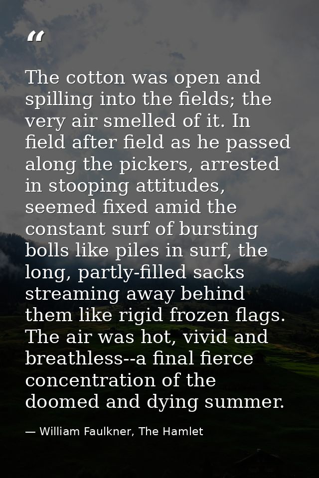 The cotton was open and spilling into the fields; the very air smelled of it. In field after field as he passed along th — William Faulkner, The Hamlet