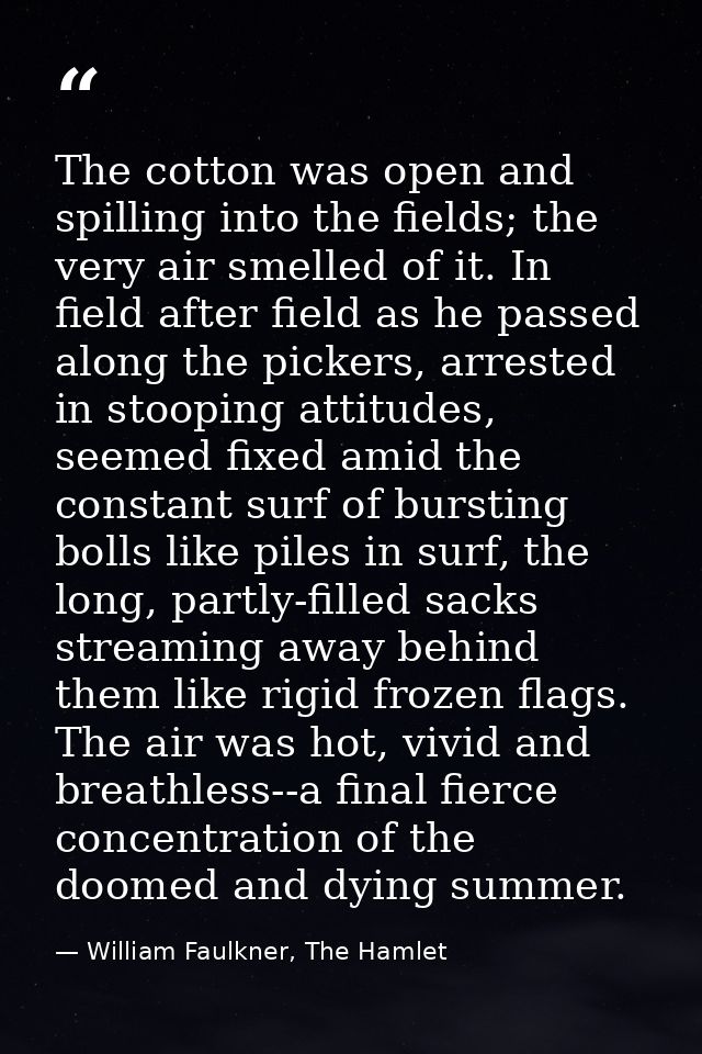 The cotton was open and spilling into the fields; the very air smelled of it. In field after field as he passed along th — William Faulkner, The Hamlet