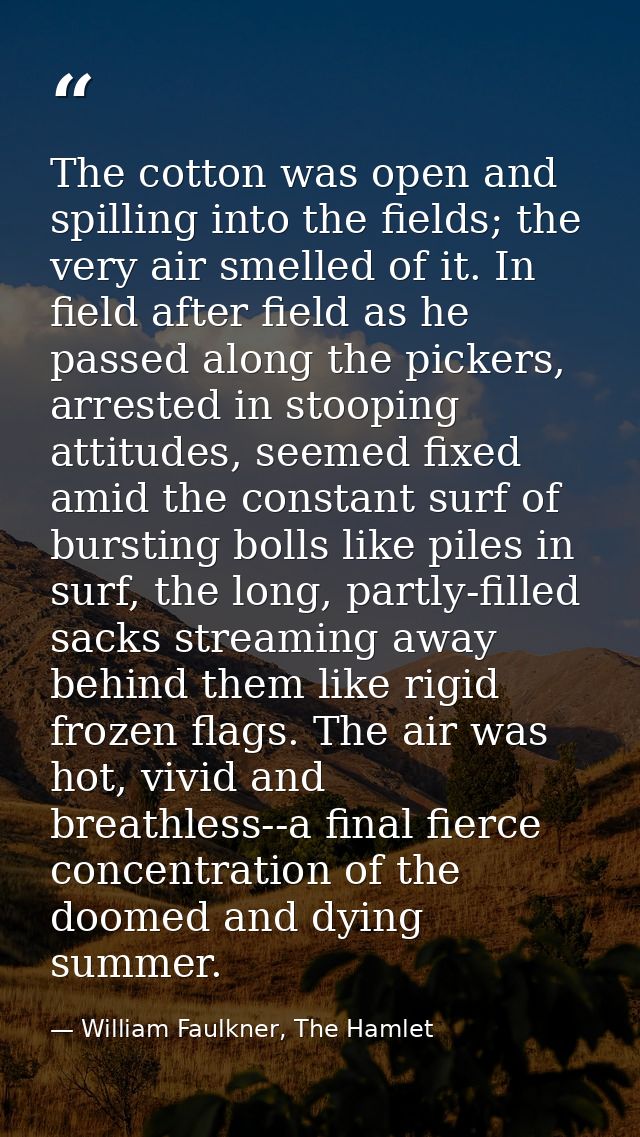 The cotton was open and spilling into the fields; the very air smelled of it. In field after field as he passed along th — William Faulkner, The Hamlet