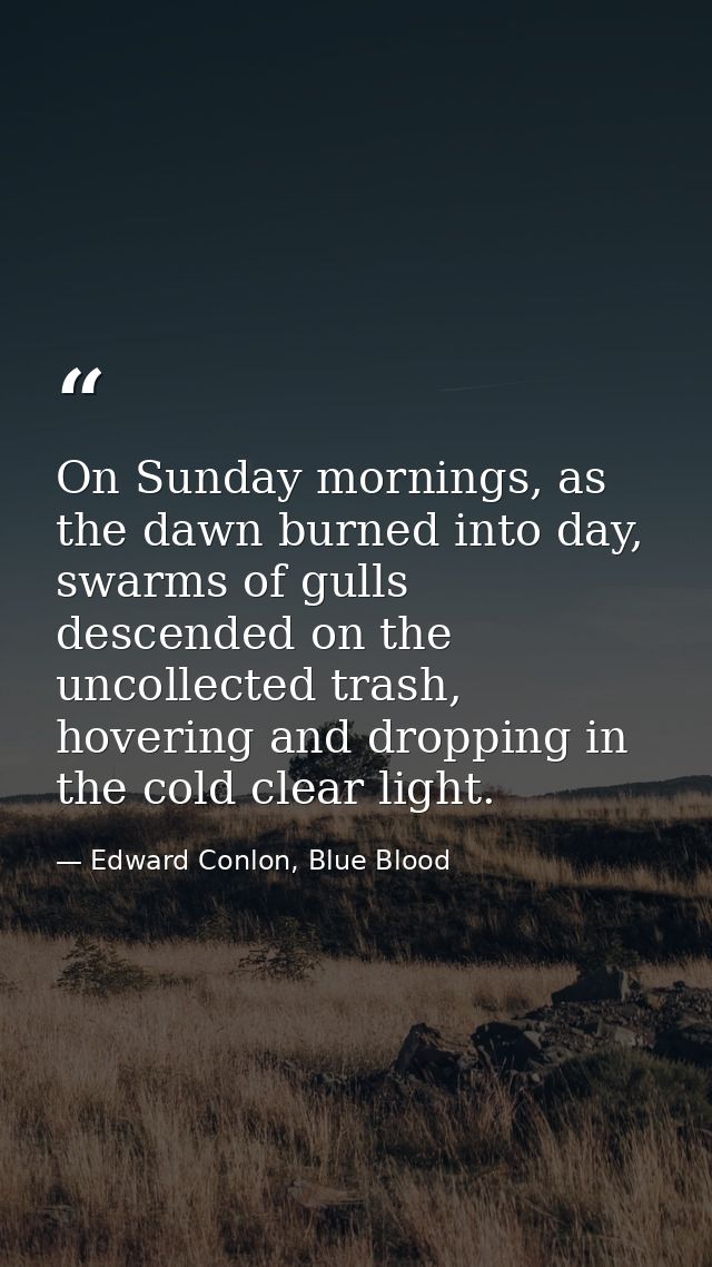 On Sunday mornings, as the dawn burned into day, swarms of gulls descended on the uncollected trash, hovering and droppi — Edward Conlon, Blue Blood