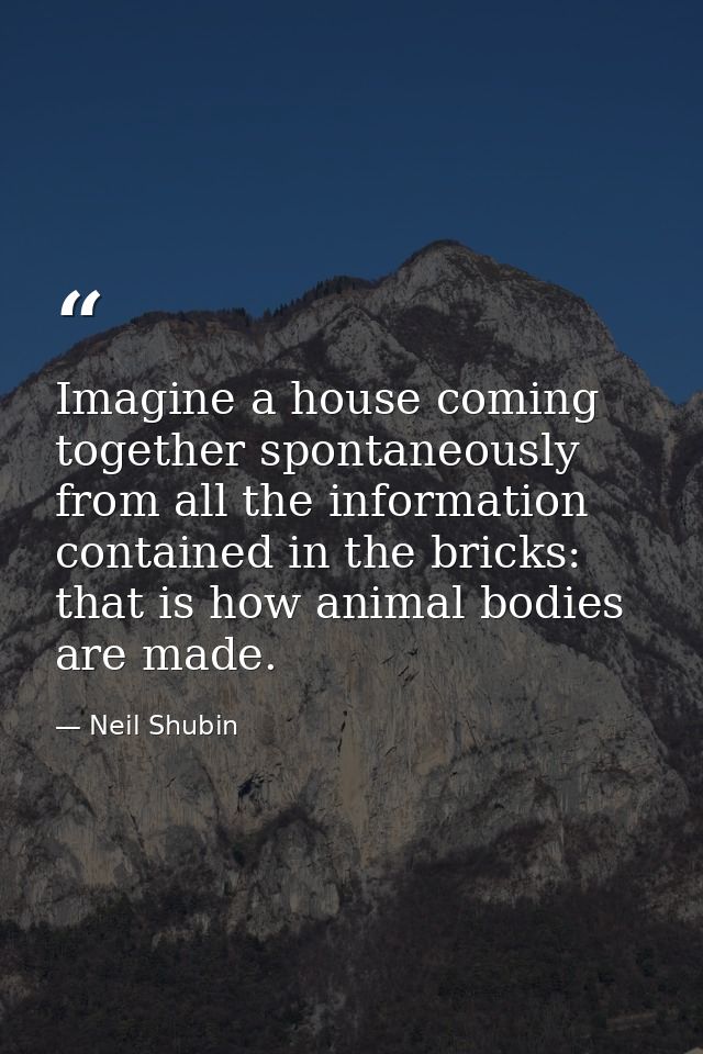 Imagine a house coming together spontaneously from all the information contained in the bricks: that is how animal bodie — Neil Shubin