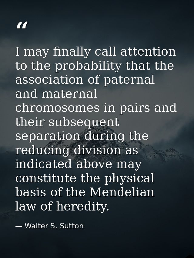 I may finally call attention to the probability that the association of paternal and maternal chromosomes in pairs and t — Walter S. Sutton