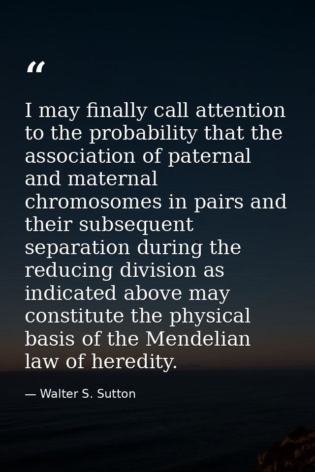 I may finally call attention to the probability that the association of paternal and maternal chromosomes in pairs and t — Walter S. Sutton