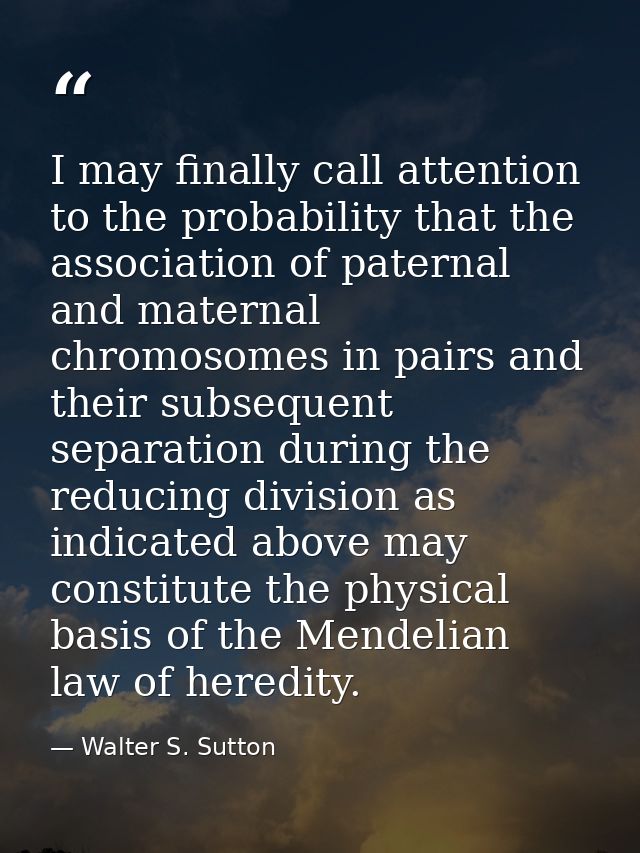 I may finally call attention to the probability that the association of paternal and maternal chromosomes in pairs and t — Walter S. Sutton