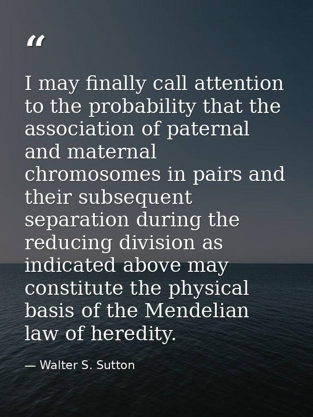 I may finally call attention to the probability that the association of paternal and maternal chromosomes in pairs and t — Walter S. Sutton