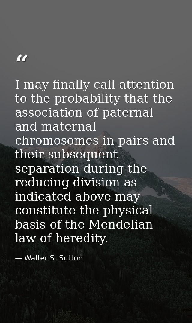 I may finally call attention to the probability that the association of paternal and maternal chromosomes in pairs and t — Walter S. Sutton