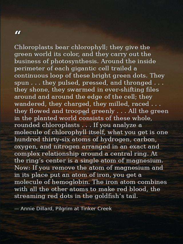 Chloroplasts bear chlorophyll; they give the green world its color, and they carry out the business of photosynthesis. A — Annie Dillard, Pilgrim at Tinker Creek