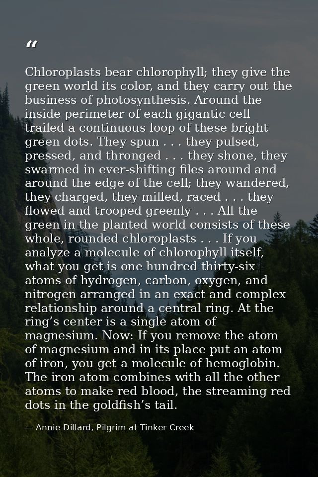 Chloroplasts bear chlorophyll; they give the green world its color, and they carry out the business of photosynthesis. A — Annie Dillard, Pilgrim at Tinker Creek