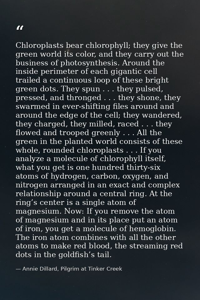 Chloroplasts bear chlorophyll; they give the green world its color, and they carry out the business of photosynthesis. A — Annie Dillard, Pilgrim at Tinker Creek