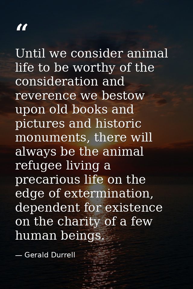 Until we consider animal life to be worthy of the consideration and reverence we bestow upon old books and pictures and  — Gerald Durrell