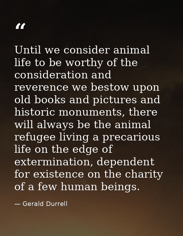 Until we consider animal life to be worthy of the consideration and reverence we bestow upon old books and pictures and  — Gerald Durrell