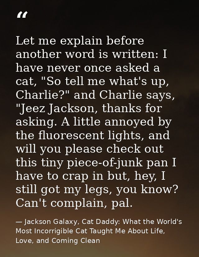 Let me explain before another word is written: I have never once asked a cat, "So tell me what's up, Charlie?" and Charl — Jackson Galaxy, Cat Daddy: What the World's Most Incorrigible Cat Taught Me About Life, Love, and Coming Clean