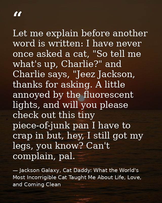 Let me explain before another word is written: I have never once asked a cat, "So tell me what's up, Charlie?" and Charl — Jackson Galaxy, Cat Daddy: What the World's Most Incorrigible Cat Taught Me About Life, Love, and Coming Clean