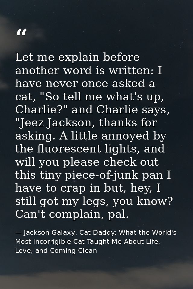 Let me explain before another word is written: I have never once asked a cat, "So tell me what's up, Charlie?" and Charl — Jackson Galaxy, Cat Daddy: What the World's Most Incorrigible Cat Taught Me About Life, Love, and Coming Clean