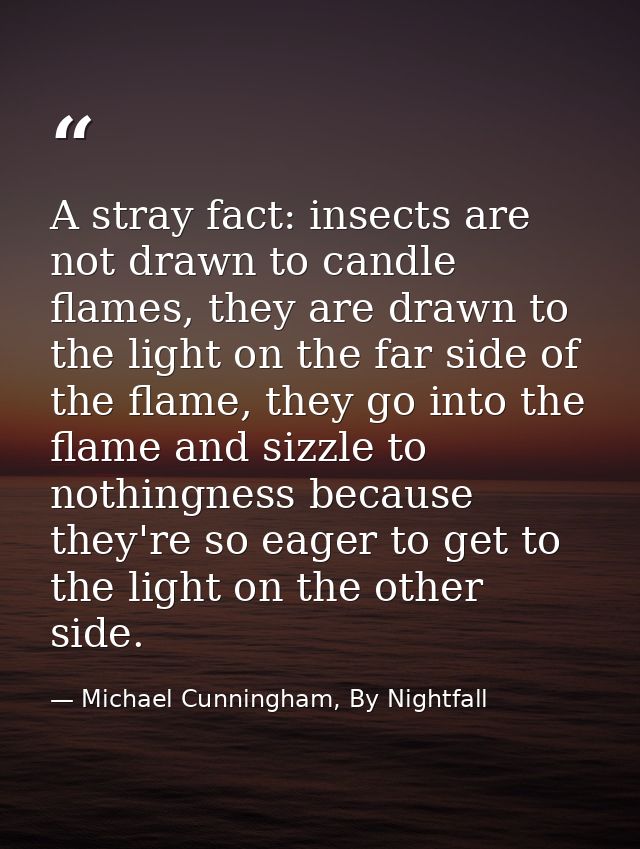 A stray fact: insects are not drawn to candle flames, they are drawn to the light on the far side of the flame, they go  — Michael Cunningham, By Nightfall
