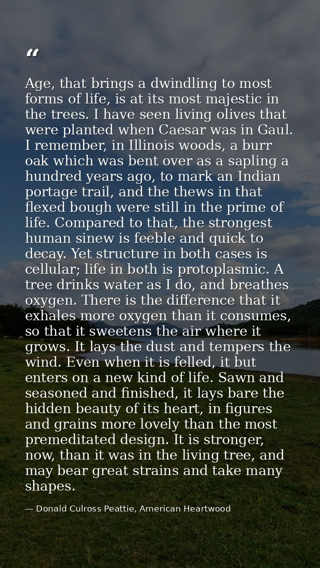 Age, that brings a dwindling to most forms of life, is at its most majestic in the trees. I have seen living olives that — Donald Culross Peattie, American Heartwood