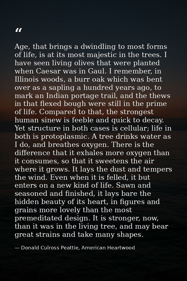 Age, that brings a dwindling to most forms of life, is at its most majestic in the trees. I have seen living olives that — Donald Culross Peattie, American Heartwood
