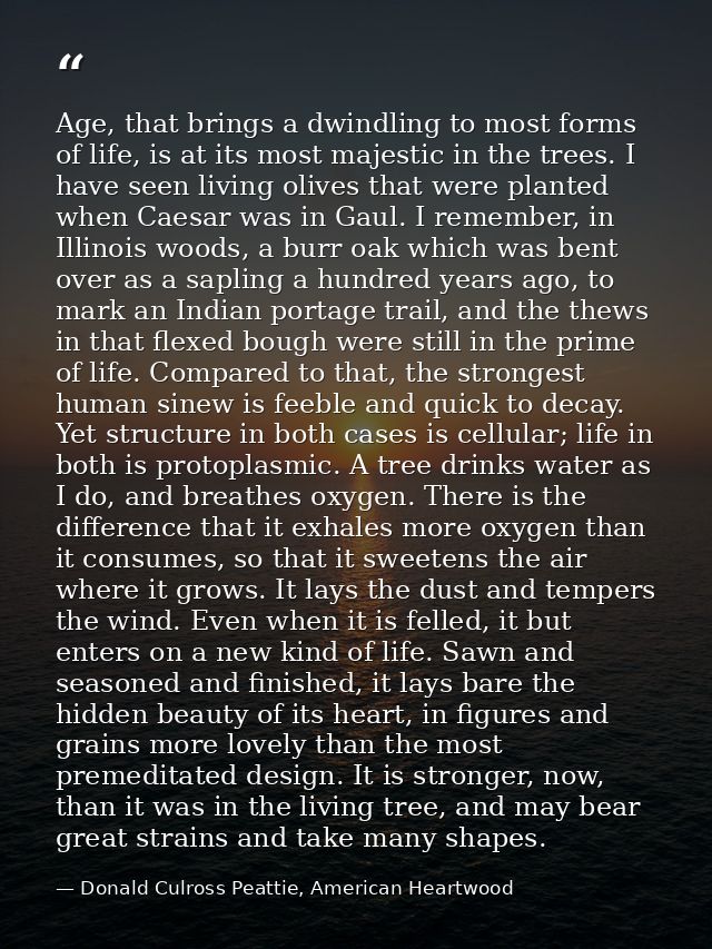 Age, that brings a dwindling to most forms of life, is at its most majestic in the trees. I have seen living olives that — Donald Culross Peattie, American Heartwood