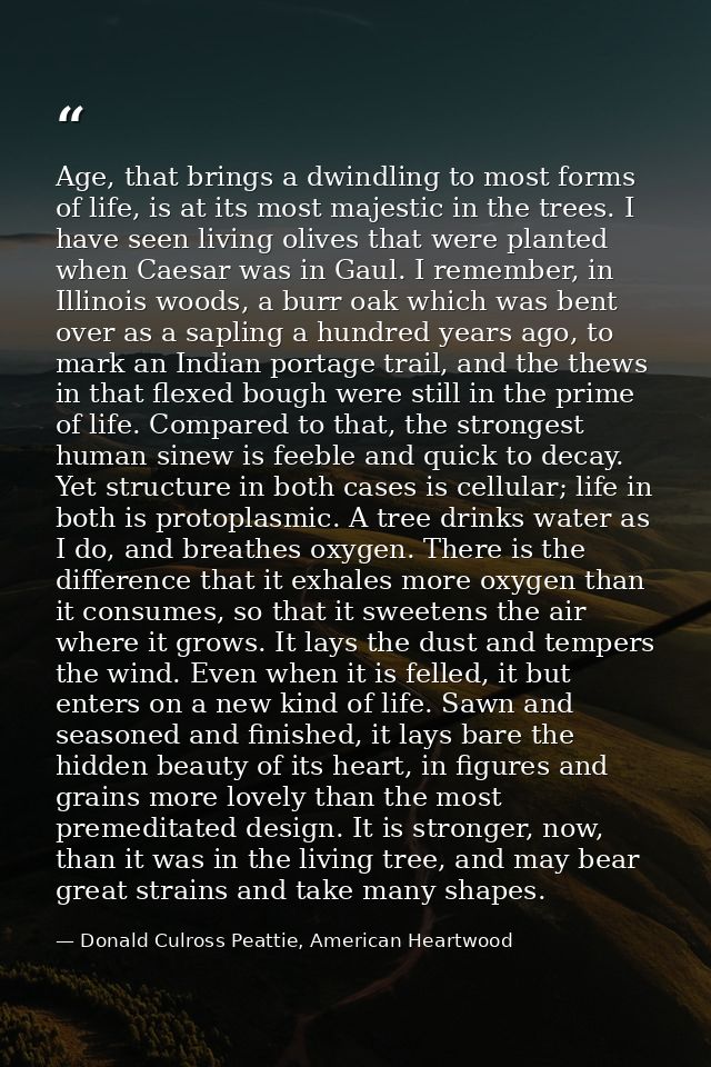 Age, that brings a dwindling to most forms of life, is at its most majestic in the trees. I have seen living olives that — Donald Culross Peattie, American Heartwood