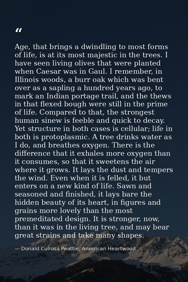 Age, that brings a dwindling to most forms of life, is at its most majestic in the trees. I have seen living olives that — Donald Culross Peattie, American Heartwood