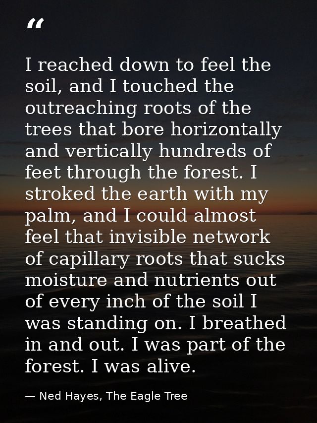 I reached down to feel the soil, and I touched the outreaching roots of the trees that bore horizontally and vertically  — Ned Hayes, The Eagle Tree