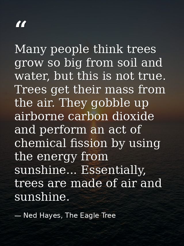 Many people think trees grow so big from soil and water, but this is not true. Trees get their mass from the air. They g — Ned Hayes, The Eagle Tree