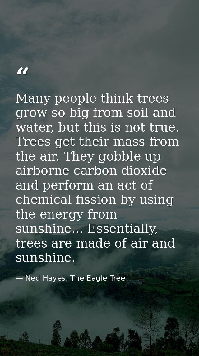 Many people think trees grow so big from soil and water, but this is not true. Trees get their mass from the air. They g — Ned Hayes, The Eagle Tree