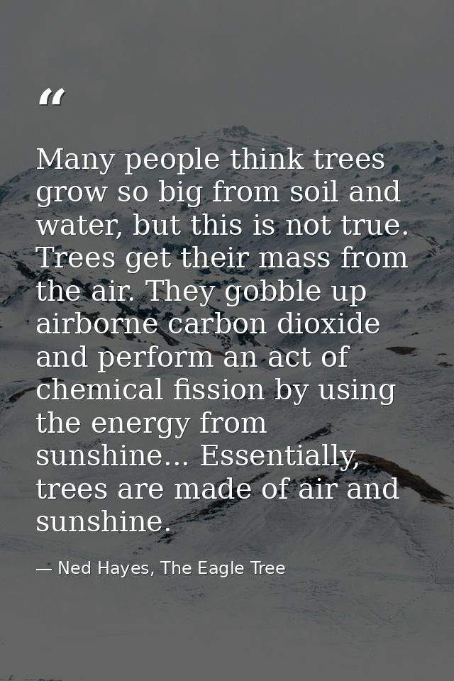 Many people think trees grow so big from soil and water, but this is not true. Trees get their mass from the air. They g — Ned Hayes, The Eagle Tree