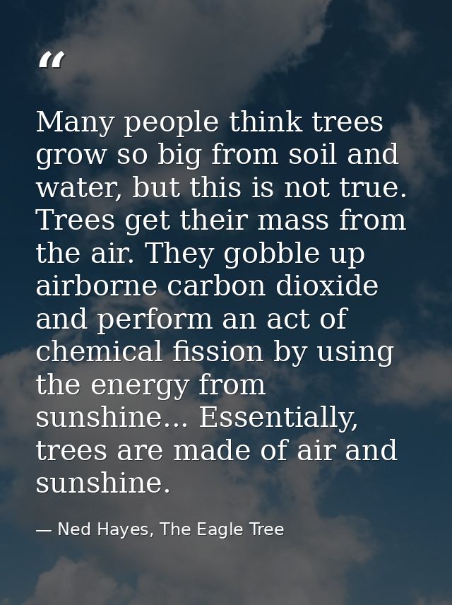 Many people think trees grow so big from soil and water, but this is not true. Trees get their mass from the air. They g — Ned Hayes, The Eagle Tree
