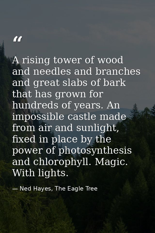 A rising tower of wood and needles and branches and great slabs of bark that has grown for hundreds of years. An impossi — Ned Hayes, The Eagle Tree