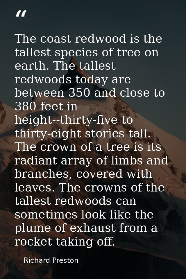 The coast redwood is the tallest species of tree on earth. The tallest redwoods today are between 350 and close to 380 f — Richard Preston