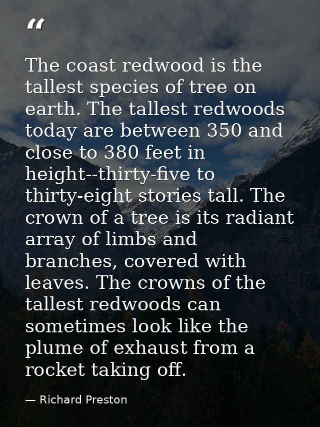 The coast redwood is the tallest species of tree on earth. The tallest redwoods today are between 350 and close to 380 f — Richard Preston