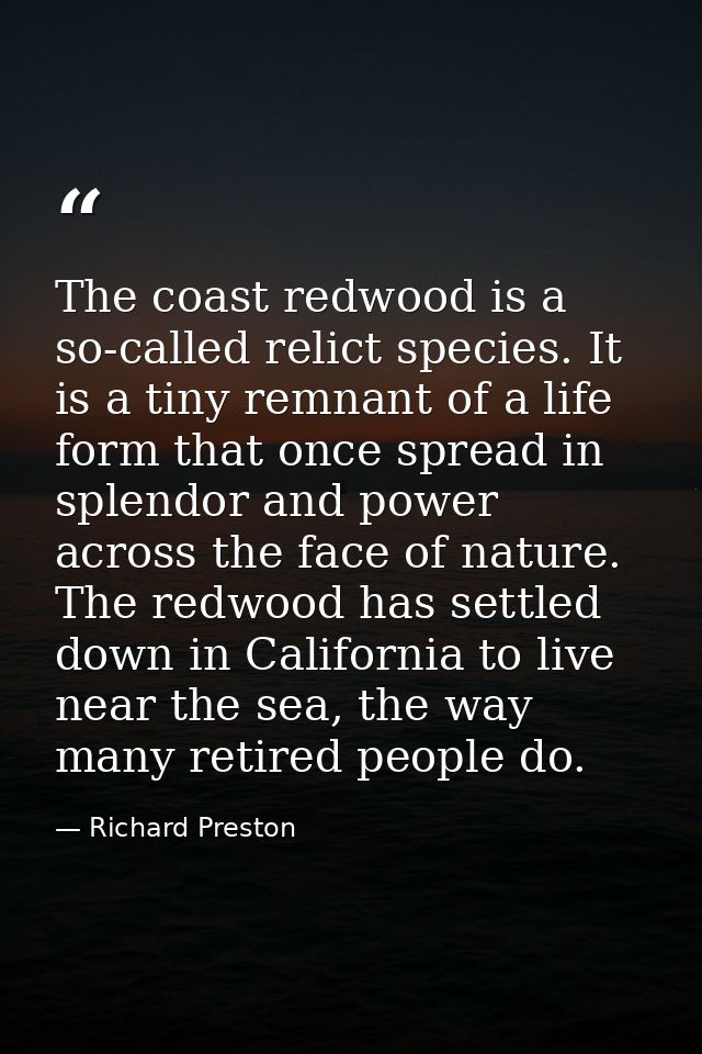 The coast redwood is a so-called relict species. It is a tiny remnant of a life form that once spread in splendor and po — Richard Preston