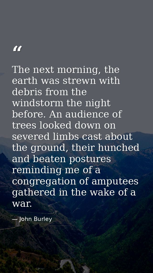 The next morning, the earth was strewn with debris from the windstorm the night before. An audience of trees looked down — John Burley