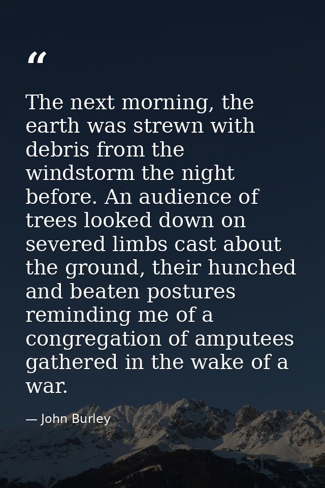 The next morning, the earth was strewn with debris from the windstorm the night before. An audience of trees looked down — John Burley