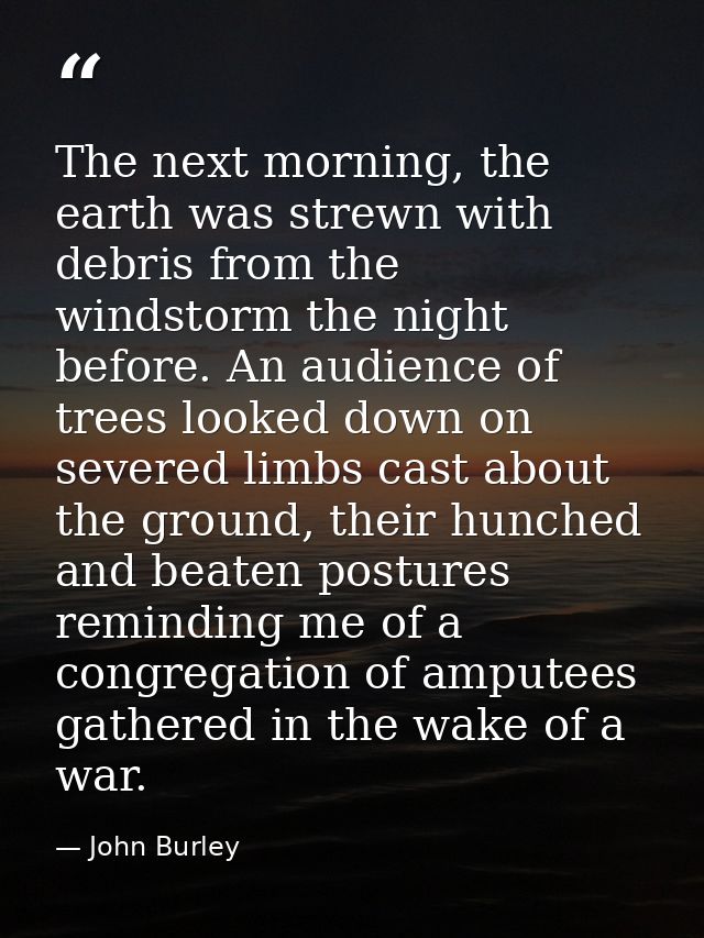 The next morning, the earth was strewn with debris from the windstorm the night before. An audience of trees looked down — John Burley