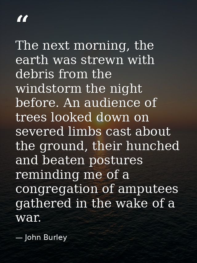 The next morning, the earth was strewn with debris from the windstorm the night before. An audience of trees looked down — John Burley