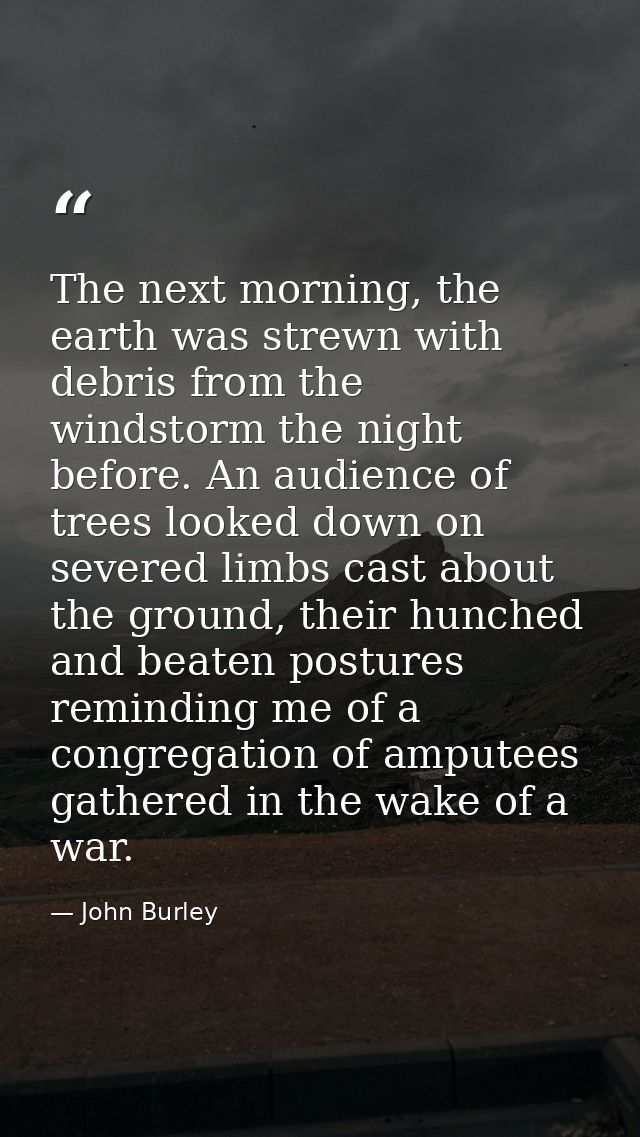 The next morning, the earth was strewn with debris from the windstorm the night before. An audience of trees looked down — John Burley