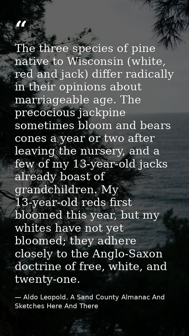 The three species of pine native to Wisconsin (white, red and jack) differ radically in their opinions about marriageabl — Aldo Leopold, A Sand County Almanac And Sketches Here And There