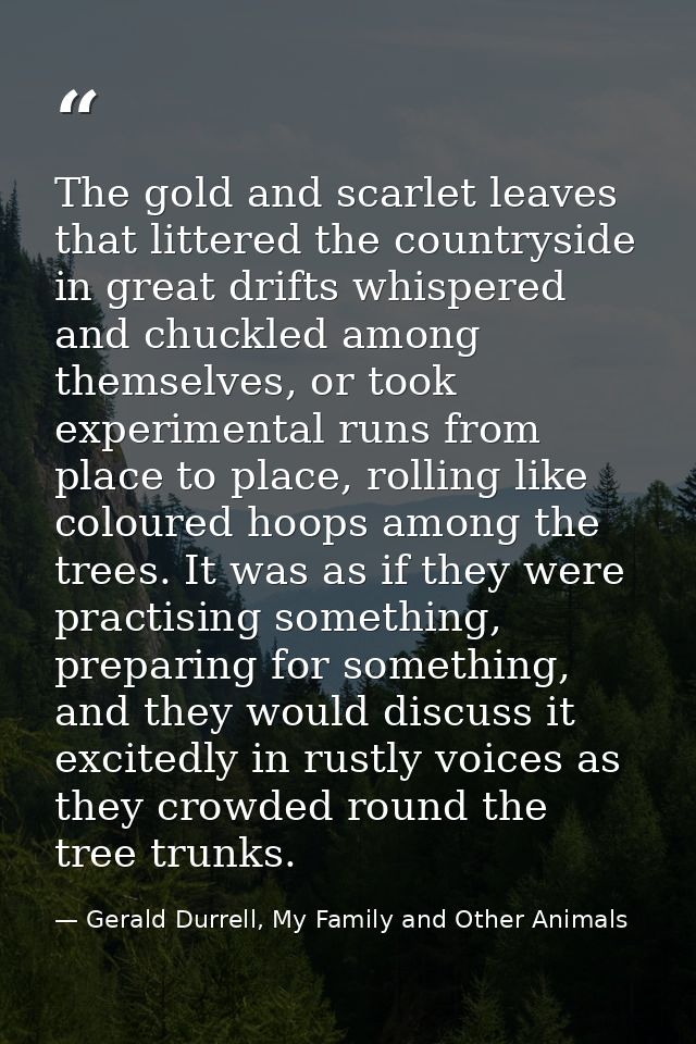 The gold and scarlet leaves that littered the countryside in great drifts whispered and chuckled among themselves, or to — Gerald Durrell, My Family and Other Animals