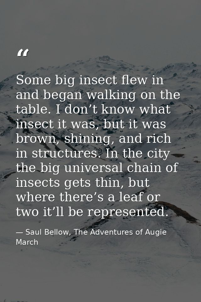 Some big insect flew in and began walking on the table. I don’t know what insect it was, but it was brown, shining, and  — Saul Bellow, The Adventures of Augie March