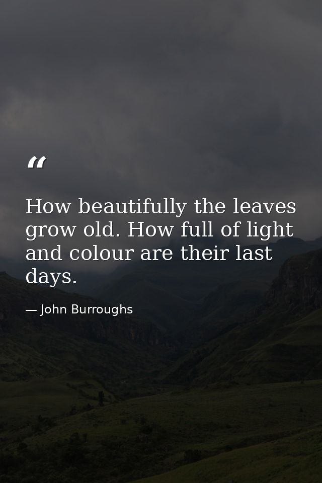 How beautifully the leaves grow old. How full of light and colour are their last days. — John Burroughs