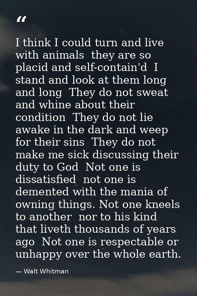 I think I could turn and live with animals  they are so placid and self-contain'd  I stand and look at them long and lon — Walt Whitman