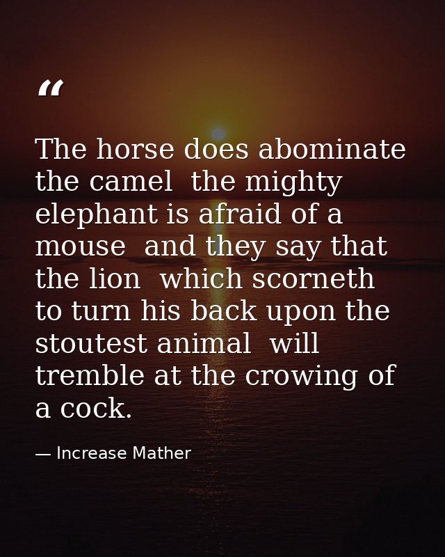 The horse does abominate the camel  the mighty elephant is afraid of a mouse  and they say that the lion  which scorneth — Increase Mather